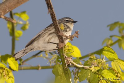 YellowrumpedWarbler3798b.jpg
