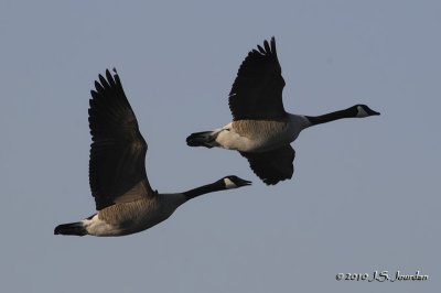 CanadaGoose4477b.jpg