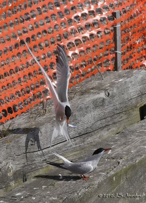 CommonTern5617b.jpg