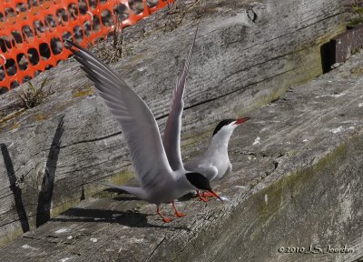 CommonTern5622b.jpg