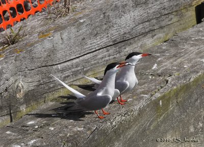 CommonTern5626b.jpg