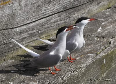 CommonTern5627b.jpg
