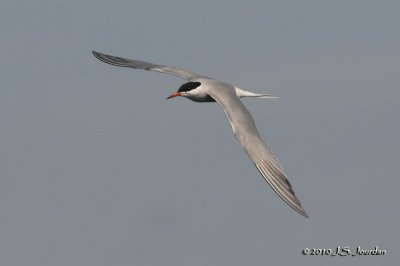 CommonTern5655b.jpg