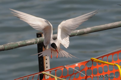 CommonTern5767b.jpg