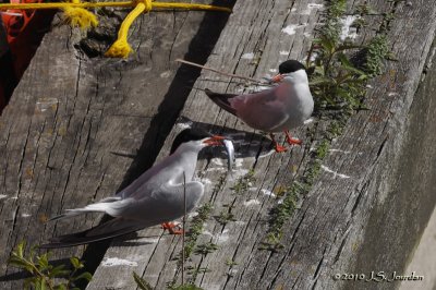 CommonTern5900b.jpg