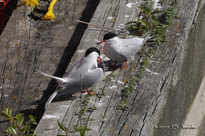 CommonTern5922.jpg