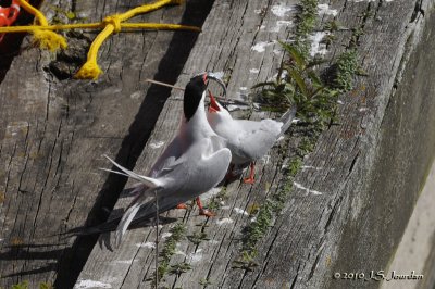 CommonTern5928b.jpg