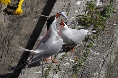CommonTern5936b.jpg