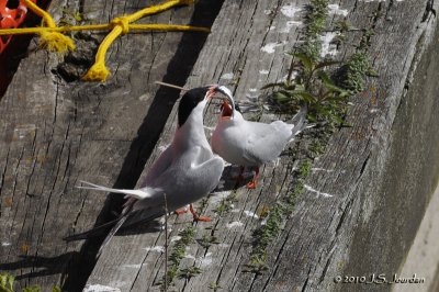 CommonTern5939b.jpg