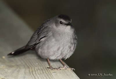 GrayCatbird6571b.jpg