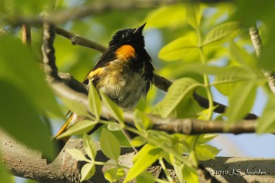 AmericanRedstart6675b.jpg