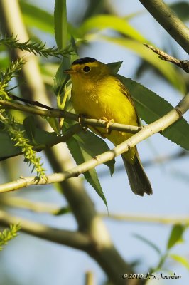 Wilson's Warbler