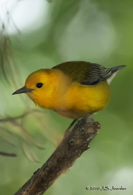 ProthonotaryWarbler6728b.jpg