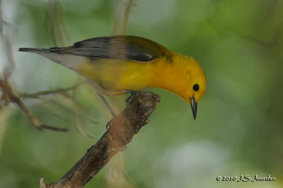 ProthonotaryWarbler6726b.jpg