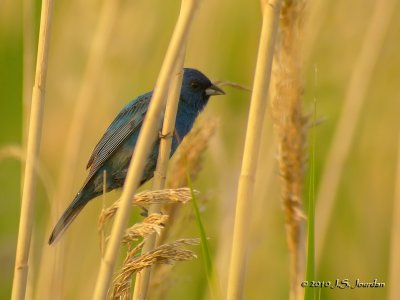 IndigoBunting9353.jpg