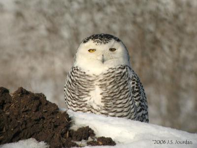 Snowy Owl