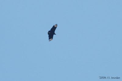 BlackVulture4883b.jpg