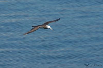 BrownBooby4893b.jpg