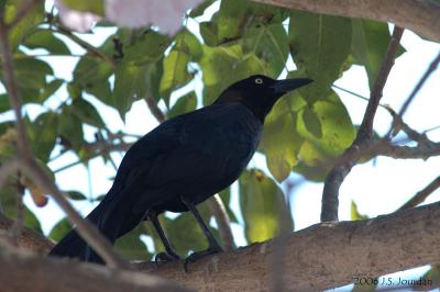 GreattailedGrackle4876b.jpg