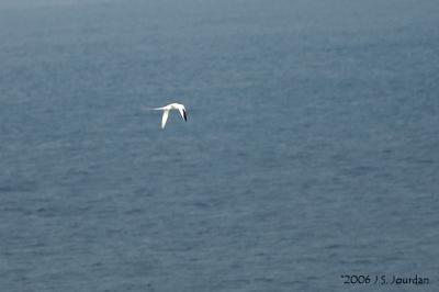 RedbilledTropicbird4837b.jpg