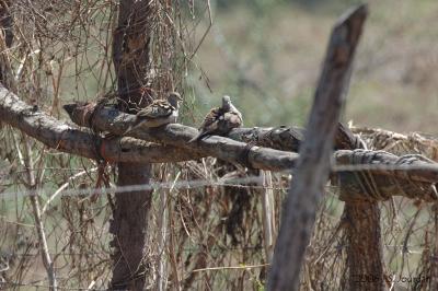 CommonGroundDove5117b.jpg