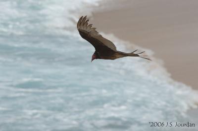 TurkeyVulture5256b.jpg