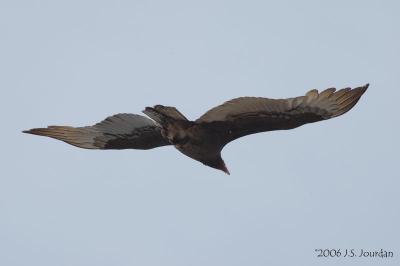 TurkeyVulture5260b.jpg