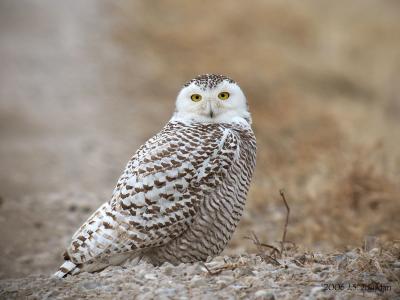 g3/37/381737/3/58845965.SnowyOwl2117b.jpg