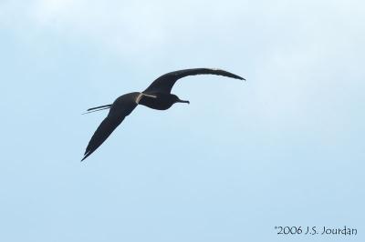 MagFrigatebird4864b.jpg