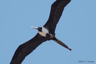 Magnificent Frigatebird