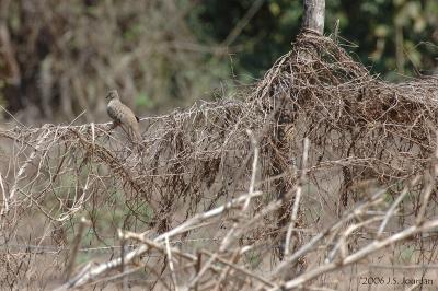 CommonGroundDove5115b.jpg