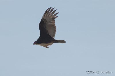 TurkeyVulture5272b.jpg