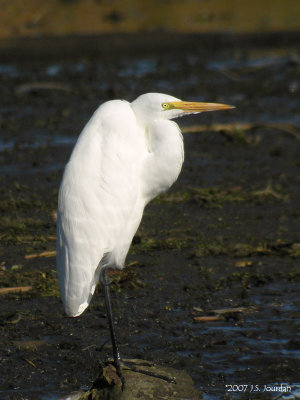 GreatEgret1835b.jpg