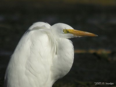 GreatEgret1863b.jpg