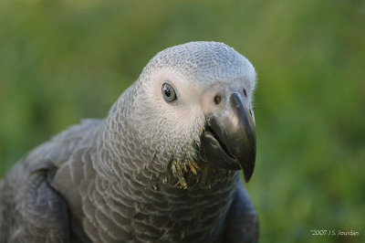 African Grey Parrot