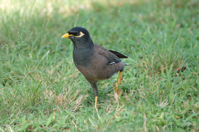 Common Myna