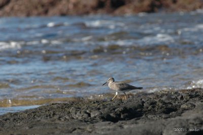 Wandering Tattler