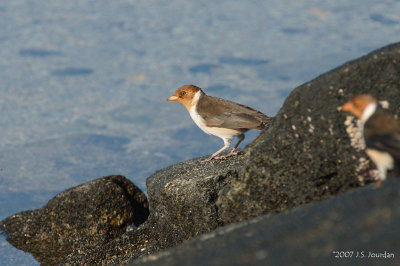 YellowbilledCardinal4172b.jpg