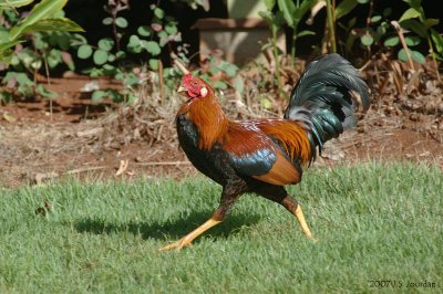 Common Jungle Fowl