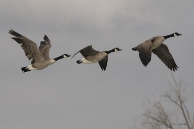 CanadaGoose9235b.jpg