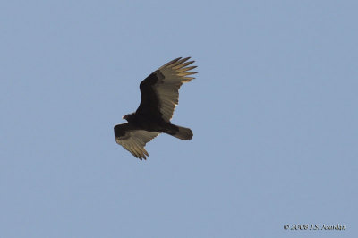 TurkeyVulture9548b.jpg