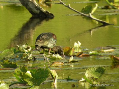 GlossyIbis4391b.jpg