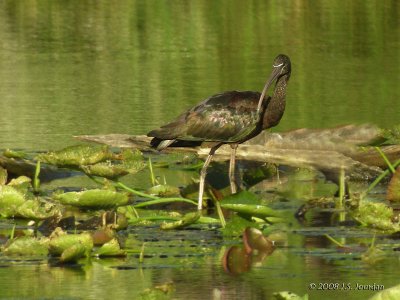 GlossyIbis4340b.jpg