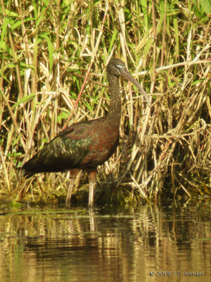 GlossyIbis4285b.jpg