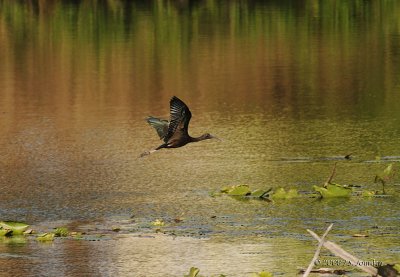 GlossyIbis0290b.jpg