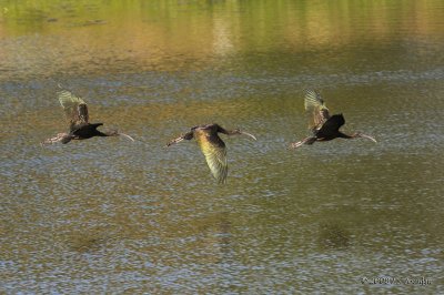 GlossyIbis0280b.jpg