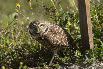 BurrowingOwl1150b.jpg