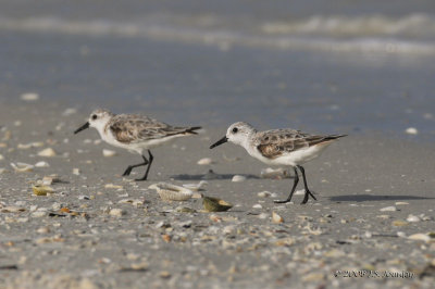 Sanderling1504b.jpg