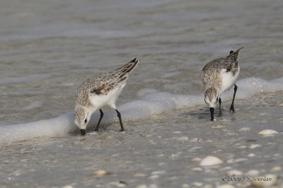 Sanderling1594b.jpg