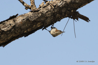 BrownheadedNuthatch1833b.jpg